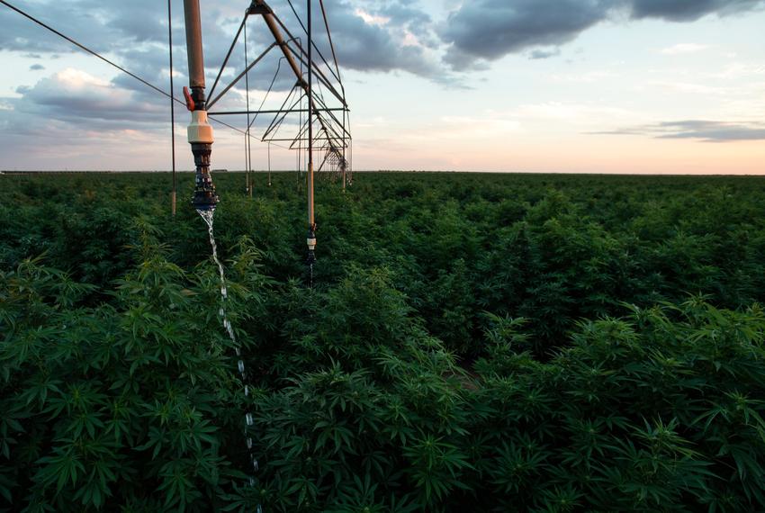 A center pivot waters the hemp crop at Bingham Family Vineyards on Aug. 26, 2022, in Terry County.